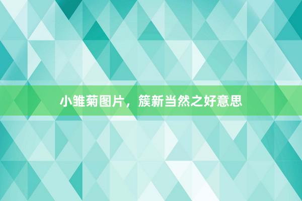 小雏菊图片，簇新当然之好意思